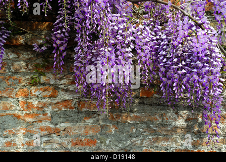 Riviera del Brenta, Veneto, Italien: eine Wisteria an der Wand einer venezianischen Villa von 1700. Stockfoto