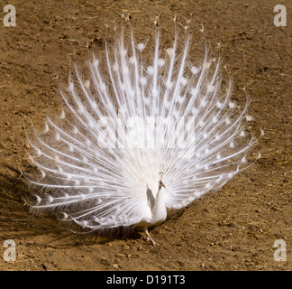 Schöne weiße Pfau volle Ornament Stockfoto
