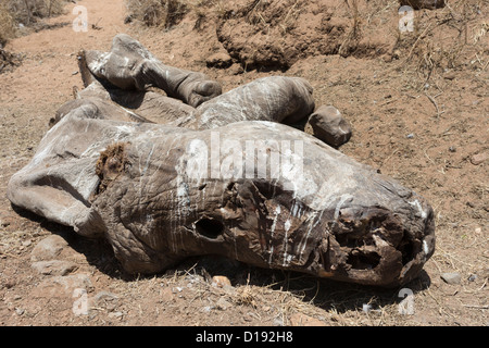 Pochierte Breitmaulnashorn (Ceratotherium Simum) Karkasse, eine Woche nach der Tötung, Lewa Conservancy, Laikipia, Kenia, September 2012 Stockfoto