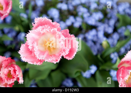 Gefranste Tulpen blühen. Stockfoto