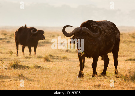 Kaffernbüffel (Syncerus Caffer), in der Abenddämmerung, Lake-Nakuru-Nationalpark, Kenia, September 2012 Stockfoto