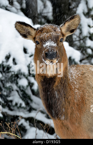 Vorderansicht Portrait eine wilde weibliche Elche an einem verschneiten Tag im nördlichen Alberta Kanada. Stockfoto