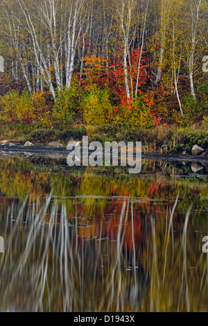 Herbst Reflexionen in einem Biber Teich im Morgengrauen, Greater Sudbury, Ontario, Kanada Stockfoto