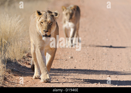 Afrikanischer Löwinnen (Panthera leo) zu Fuß auf einer Schotterstraße, Kgalagadi Transfrontier Park, Northern Cape, Südafrika, Afrika Stockfoto