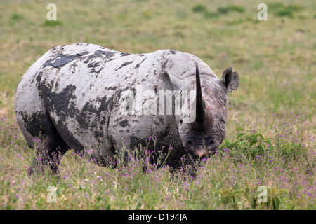 Spitzmaulnashorn (Diceros Bicornis) männlich, Lake-Nakuru-Nationalpark, Kenia, September 2012 Stockfoto