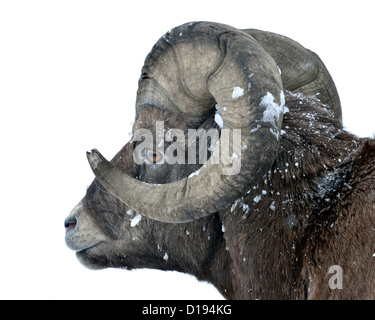 Eine Nahaufnahme Portrait eines Bighorn RAM zeigt Details und Eis auf seinem Fell und Gesicht Stockfoto