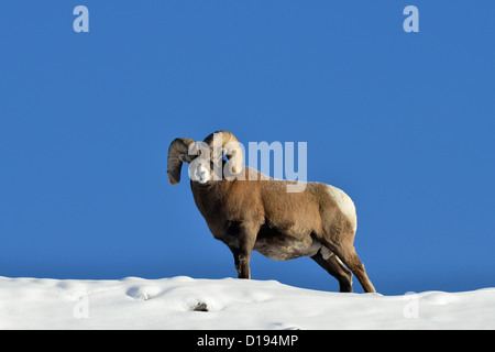 Eine Reife Bighorn Ram stehend auf einem Schnee bedeckten Bergrücken vor blauem Himmel. Stockfoto