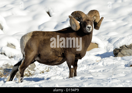 Eine Reife Bighorn Ram stehend auf einem schneebedeckten Hang auf Nahrungssuche. Stockfoto