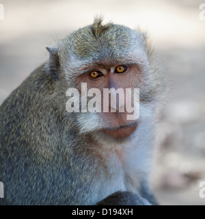 Porträt des wilden Erwachsenen Affen - Macaca fascicularis Stockfoto