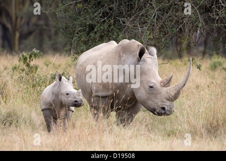 Breitmaulnashorn (Ceratotherium Simum) mit Kalb, Lake-Nakuru-Nationalpark, Kenia, September 2012 Stockfoto