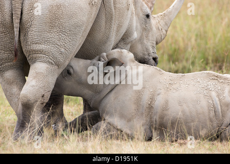 Breitmaulnashorn (Ceratotherium Simum) Kalb saugen, Lake-Nakuru-Nationalpark, Kenia, September 2012 Stockfoto