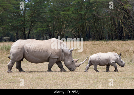 Breitmaulnashorn (Ceratotherium Simum) mit Kalb, Lake-Nakuru-Nationalpark, Kenia, September 2012 Stockfoto