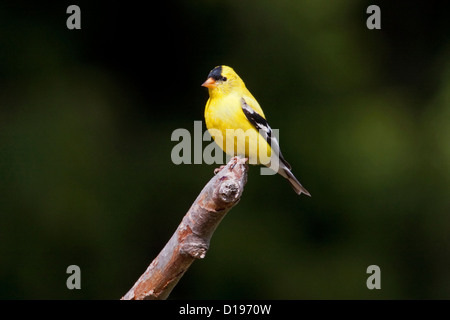Amerikanische Stieglitz (Zuchtjahr Tristis) männlichen thront auf einem Ast in Nanaimo, Vancouver Island, BC, Kanada im April Stockfoto