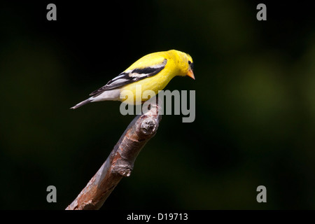 Amerikanische Stieglitz (Zuchtjahr Tristis) männlichen thront auf einem Ast in Nanaimo, Vancouver Island, BC, Kanada im April Stockfoto