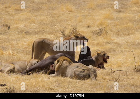 Löwen auf einem Büffel töten in Ngorongoro Tansania Stockfoto