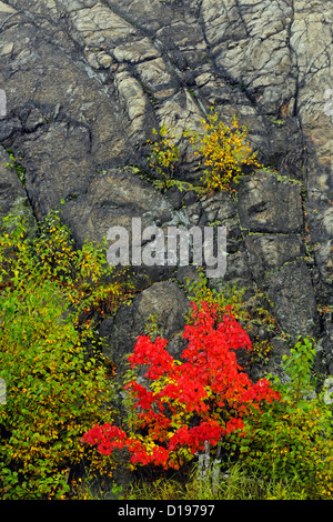 Rot-Ahorn und Birke Bäumchen am Fuße des felsigen Hang, Greater Sudbury, Ontario, Kanada Stockfoto