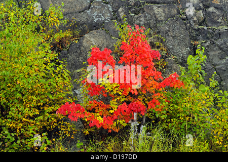 Rot-Ahorn und Birke Bäumchen am Fuße des felsigen Hang, Greater Sudbury, Ontario, Kanada Stockfoto