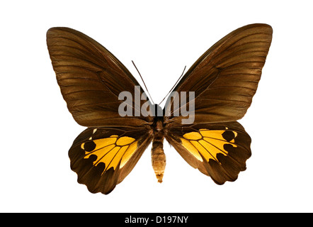 Gemeinsamen Birdwing Schmetterling, Troides Helena, Papilionidae, Lepidoptera. Weiblich. Indien und Asien. Stockfoto