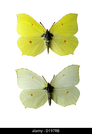 Schwefel-Schmetterlinge, Gonepteryx Rhamni, Pieridae, Lepidoptera. Männliche (oben), weiblich (unten). Stockfoto