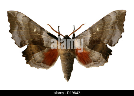 Pappel Hawk-Moth, Laothoe Populi, Sphinginae, Sphingidae, Lepidoptera. Männlich. Stockfoto