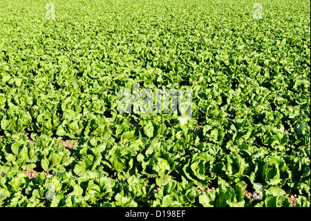 Salatfeld im Imperial Valley, Kalifornien Stockfoto