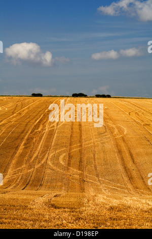 Felder der Stoppeln mit Mustern von Erntemaschinen links, nachdem Weizen wurde geerntet tief Dale Thixendale Yorkshire Wolds England Stockfoto