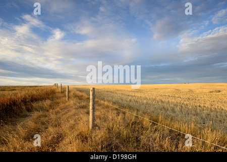 Alberta Wiesen in der Nähe von Cypress Hills Provincial Park Stockfoto