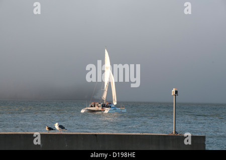 Racing Katamaran in der San Francisco Bay Stockfoto