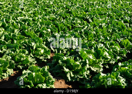 Salatfeld im Imperial Valley, Kalifornien Stockfoto