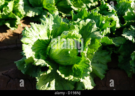 Nahaufnahme von Salat in einem Feld in das Imperial Valley, Kalifornien Stockfoto