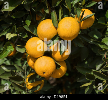 Florida-Orangen, Polk County, Florida, USA Stockfoto