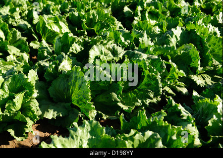 Salatfeld im Imperial Valley, Kalifornien Stockfoto