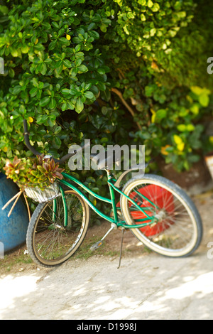 Französisch-Polynesien, Tahiti, Hochzeitsreise, Fahrrad unter Baum geparkt. Stockfoto