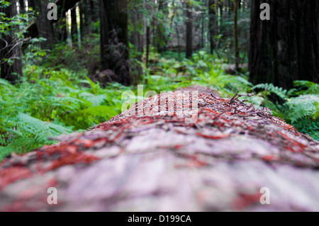 Redwood-Bäume Stockfoto