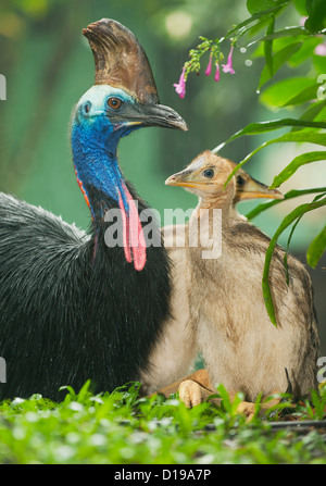 Südlichen oder Double-Wattled Helmkasuar (Casuarius Casuarius), Atherton Tablelands, Queensland, Australien WILD - männlich und Küken Stockfoto