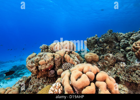 Harten Korallen und tropischen Fischen an einem Korallenriff im Roten Meer Stockfoto