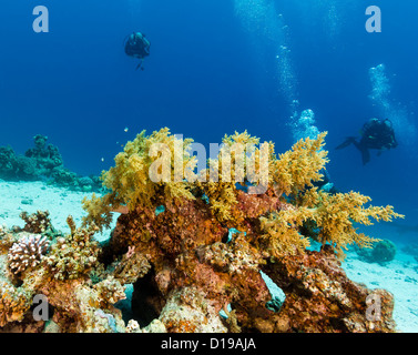 Taucher, die neben einem grünen Weichkorallen an einem tropischen Korallenriff schwimmen Stockfoto
