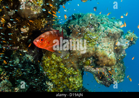 Ein Bigeye und andere kleine tropische Fische schwimmen um eine Koralle pinnacle Stockfoto