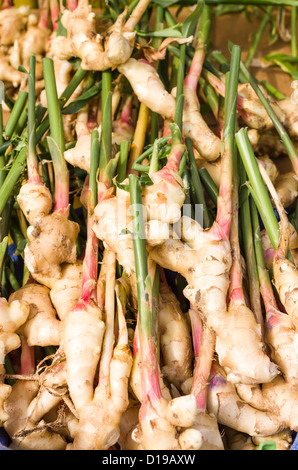 Frische Ingwerwurzel auf dem Bauernmarkt Stockfoto