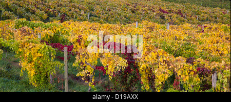 Farben des Herbstes in Trauben Weinbergen in der Finger Lakes Region von New York Stockfoto