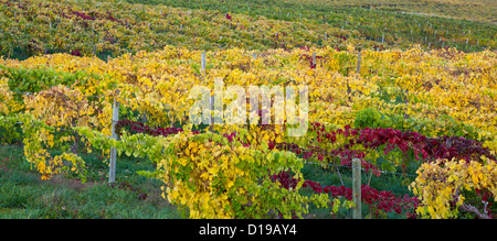 Farben des Herbstes in Trauben Weinbergen in der Finger Lakes Region von New York Stockfoto