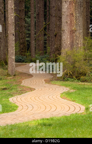 OR00651-00... OREGON - krummen Spazierweg durch den Wald bei Silver Falls State Park. Stockfoto