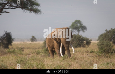 Massive afrikanische Bull Elefantenstoßzähnen zu Fuß-groß Stockfoto