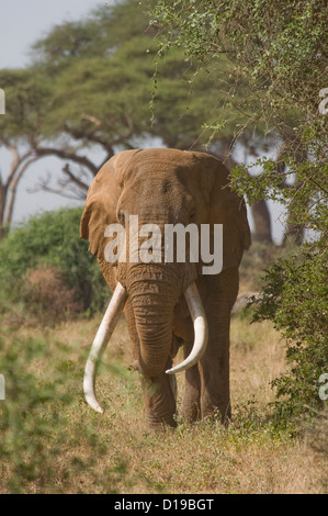 Massive afrikanischer Elefantenbulle mit großen Stoßzähnen Stockfoto