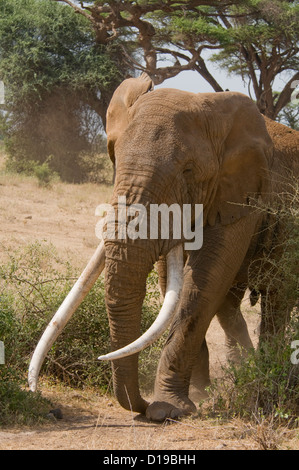 Massive afrikanischer Elefantenbulle mit riesigen Stoßzähnen Stockfoto