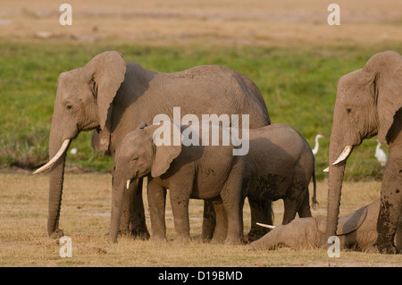 Mehreren Elefanten und jung vor sumpfigen Gebiet. Baby liegend. Stockfoto