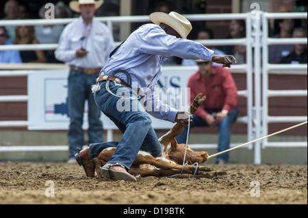 Bei der Calgary Stampede Rodeo roping Kalb veranstaltet jedes Jahr im Juli Stockfoto