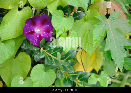 Lila Morning Glory Blume im Garten Stockfoto