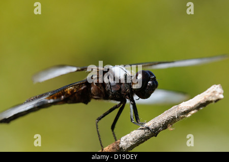 Witwe Skimmer (männlichen) ruht auf einem Zweig. Stockfoto