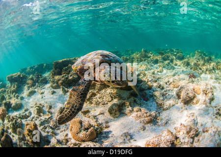 Grüne Meeresschildkröte, Lady Elliot Island, Great Barrier Reef, Queensland, Australien Stockfoto